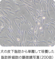 koudo_img_9